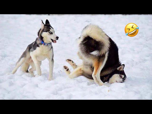 FUNNIEST Huskies | Normal dogs vs Huskies | 10 Minutes Best Videos | New Videos