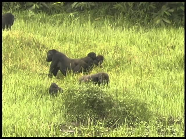 Western Lowland Gorillas Of Congo | Video