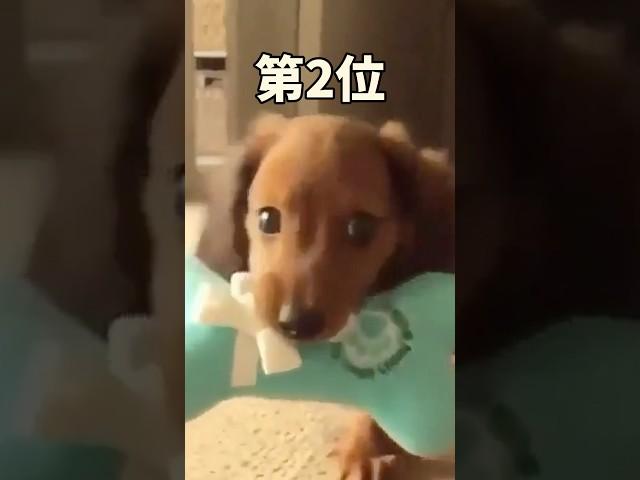 犬さんの動画見て笑ったら寝ろwwwwwww