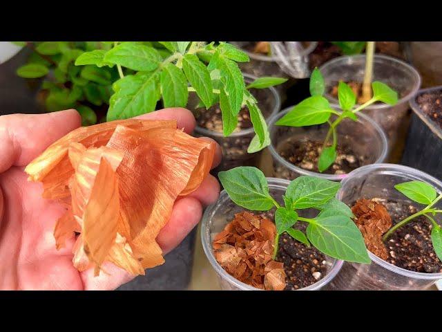 Never plant tomatoes and peppers without this! Seedlings are strong and productive several