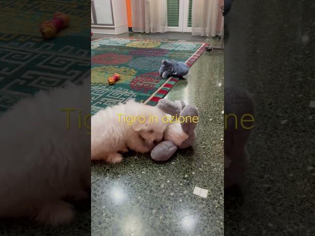 Tigro 7 week