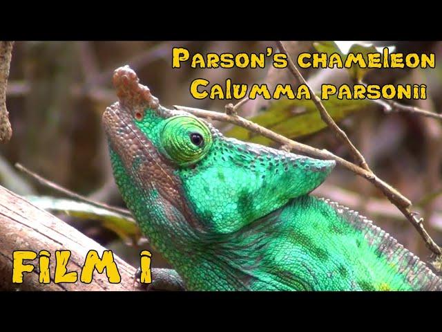 Responsible Herpetoculture with BION Terrarium Center. Parson's chameleon (Calumma parsonii). Film I