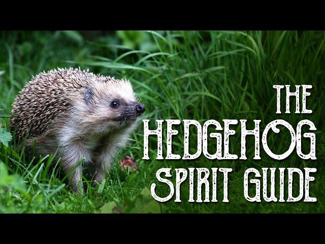 Hedgehog Spirit Guide - Ask the Spirit Guides Oracle - Totem Animal, Power Animal - Magical Crafting