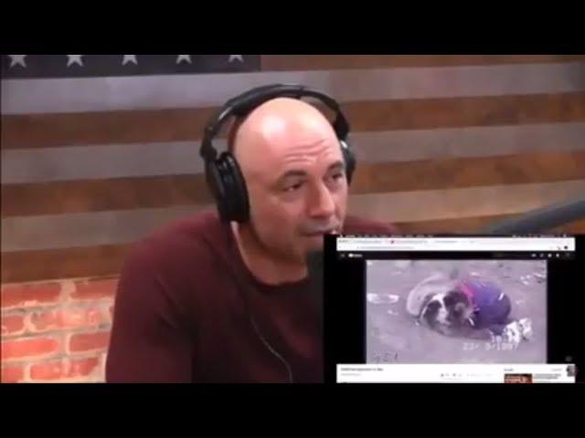 Joe Rogan Reacts To "KHABIB vs BEAR"