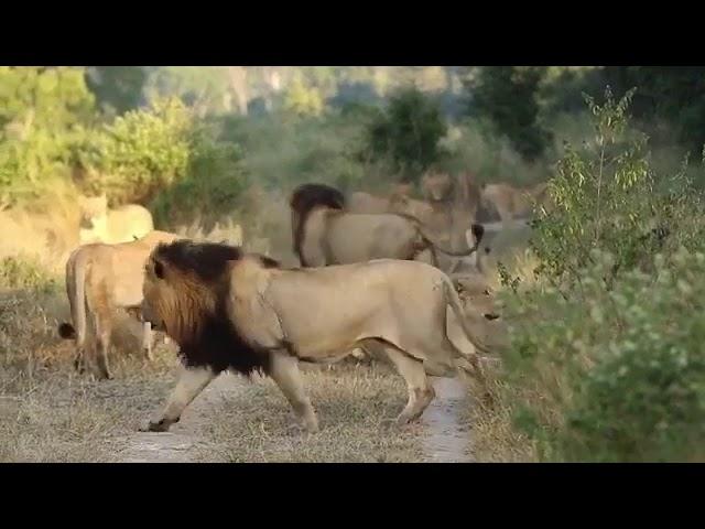 Nhena & Tynio saves Tsalala lioness from Ntsevu pride attacks.