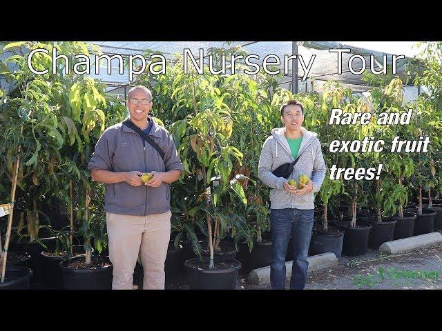 Rare and Unusual Tropical Fruit Trees - Champa Nursery of El Monte