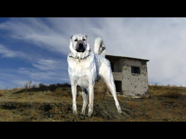 LEGENDARY KANGAL DOGS AND THE LONELY SHEPHERD IN THE ABANDONED GHOST VILLAGE