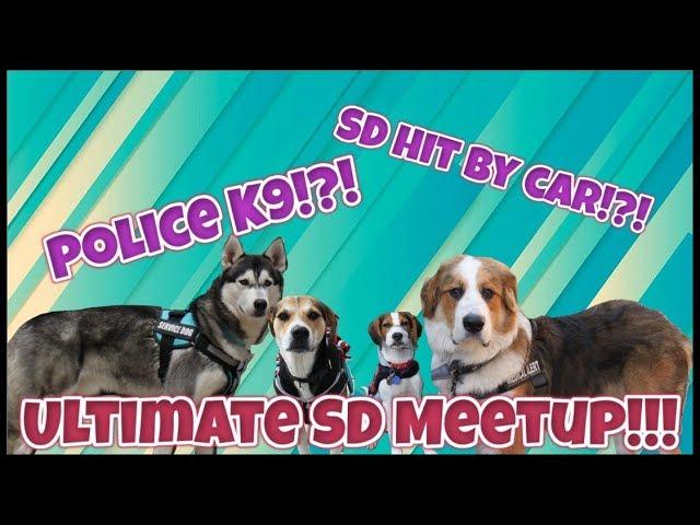 ULTIMATE SERVICE DOG MEETUP! POLICE K-9 TAKEDOWN! SD HIT BY CAR!