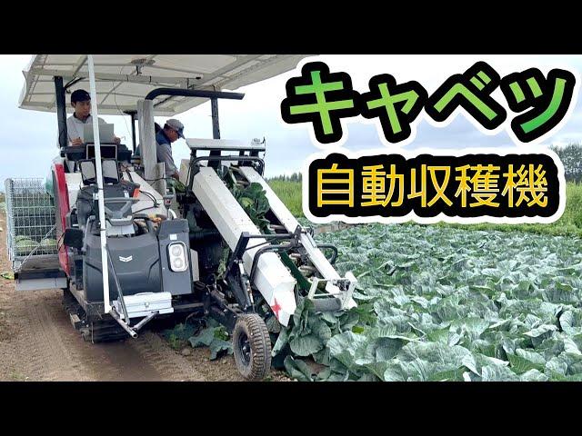 【人手不足解消へ】キャベツ自動収穫機（北海道鹿追町）