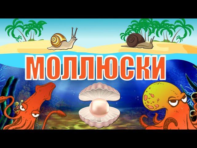 The World of Molluscs | Mollusca Classification | The Wonderful World of Invertebrates