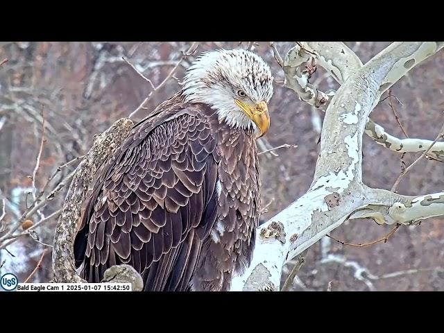 USS Bald Eagle Cam 1 on 1-7-25 @ 15:41 Sub adult visits the nest