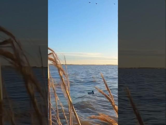 Master every shot ! RAINING BANDS101.com #waterfowl #duckhunter #shotgunskills #hunting