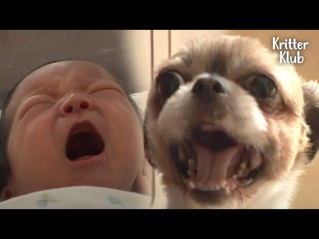 Attention-seeking Dog Cries Like A Baby, For Real | Kritter Klub