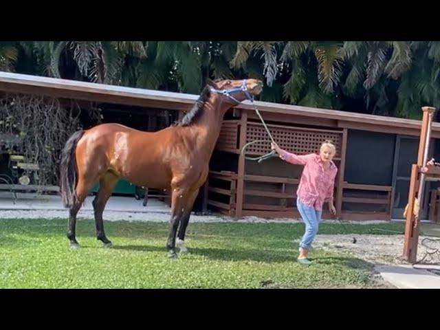 Stubborn Horse Intimidates Fearful Owner