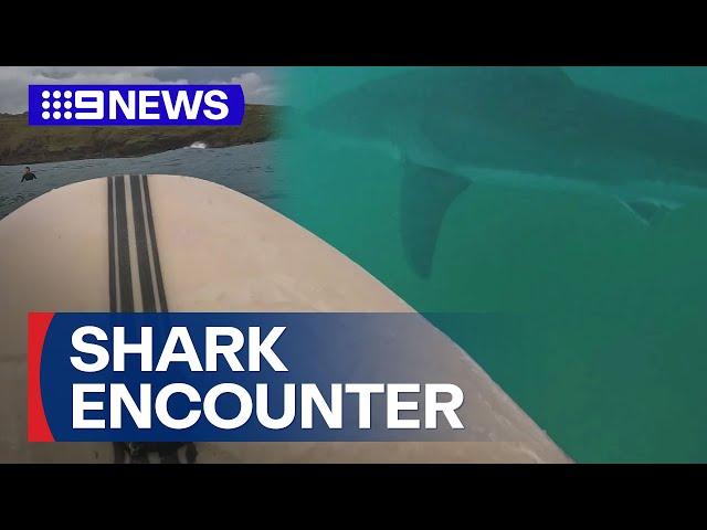 Surfer recounts 'scary' encounter with five-metre great white | 9 News Australia