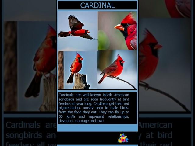 Cardinal Facts: The bird of Love! - Animal Adventure Ave.