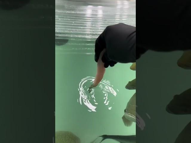 EXTREME FISH FEEDING (Dangerous)