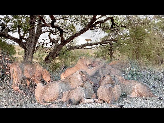 LION FEEDING FRENZY  The Kambula pride.