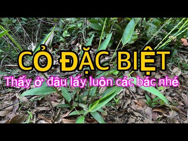 Phúc Đức Cho Ai Biết Dùng Loại Cỏ Dại Này, Thấy Ở Đâu Lấy Luôn Ở Đó | CTVC