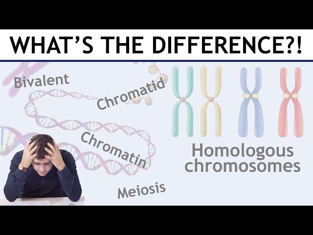 Homologous chromosomes, sister chromatids, bivalents etc. explained