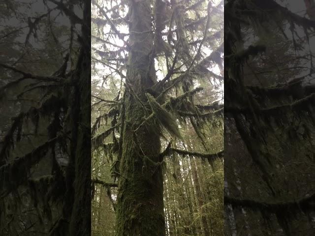 My favourite place. #calm #verdant #forestwhispers #scotland #mothernature #mecfs #artist #faeries
