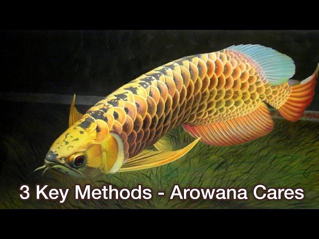 Top 3 Key Tips for Arowana Fish Care | Arowana Care Guide - Important Arowana keeping tips