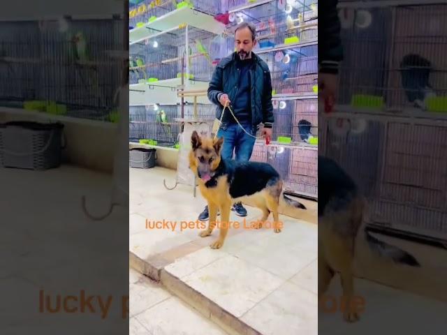All dogs puppies available lucky pet store Lahore 03366645011