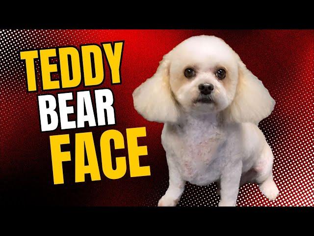 Give your Dog a TEDDY BEAR face trim
