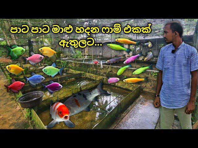 විසිතුරු මාළු ගොවිපළක් මොනවගේද... | Ornamental Fish farm tour in Sri Lanka