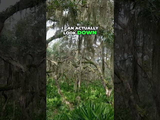 Breathtaking Valley View  Capturing the Beauty of Nature #landscapephotography  #jekyllisland