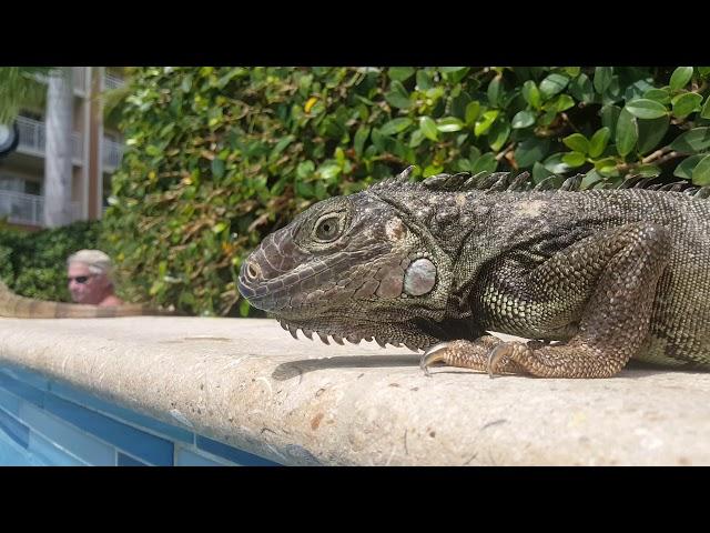 The amazing Iguanas of Aruba