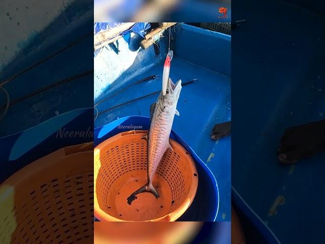 Catching King Fish Using Fishing Lure as Bait #fishing #fishingvideo #fishingtime