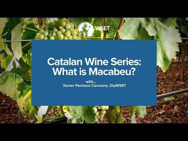 WSET Bitesize – Catalan Wine Series: What is Macabeu?