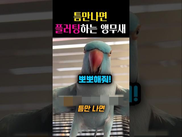 틈만나면 플러팅하는 앵무새 #귀여운 #동물 #앵무새