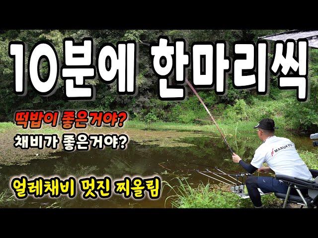 시간당 10마리씩 붕어가 나오네요 / 얼레채비 멋진 찌올림 / 채비가 좋은건지? 떡밥이 좋은건지? / 끊임없이 나오는 붕어낚시