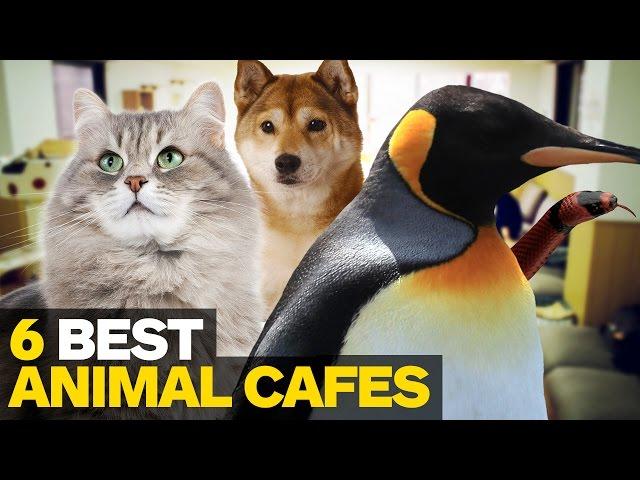 6 Best Animal Cafes in Tokyo