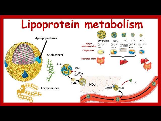 Lipoprotein metabolism and transport | Chylomicron, VLDL,IDL, LDL,HDL | Metabolism | Biochemistry