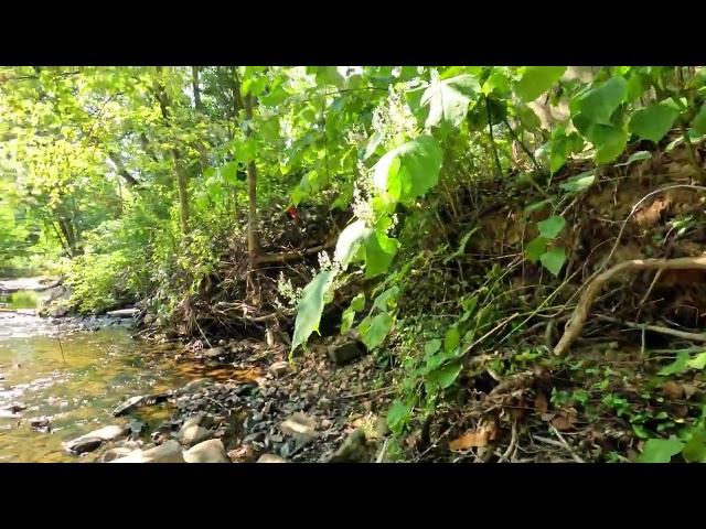 Hiking Seeley's Pond Berkeley Heights, NJ (WATERFALLS)