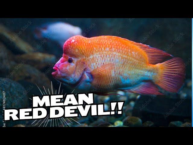 Red Devil Cichlid Care Guide: Tips for monster Fish Enthusiasts | Understanding Behavior & Care