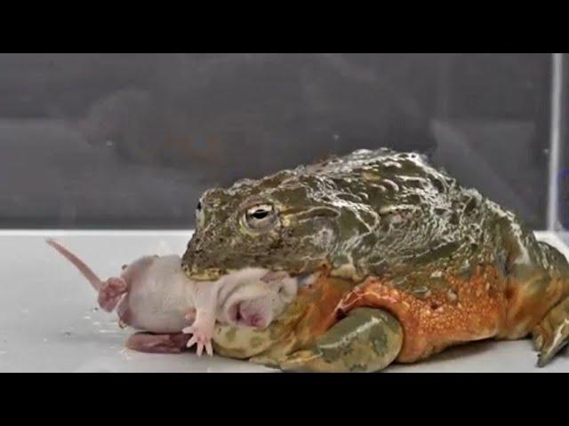 Giant African Bullfrog Is An Aggressive Predator - Warning Live Feeding