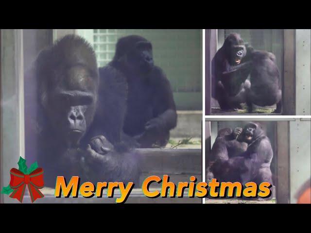 Gorilla⭐️ A wonderful Xmas present from Gentaro to his younger brother Kintaro! 【Momotaro family】