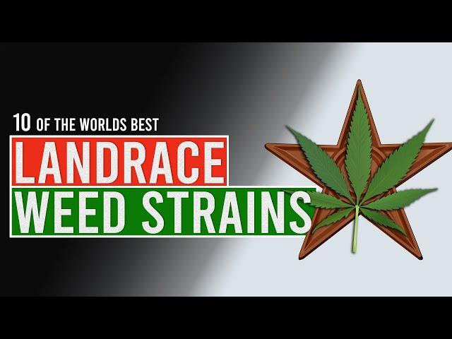 Ten of the worlds BEST CANNABIS Landrace Strains!