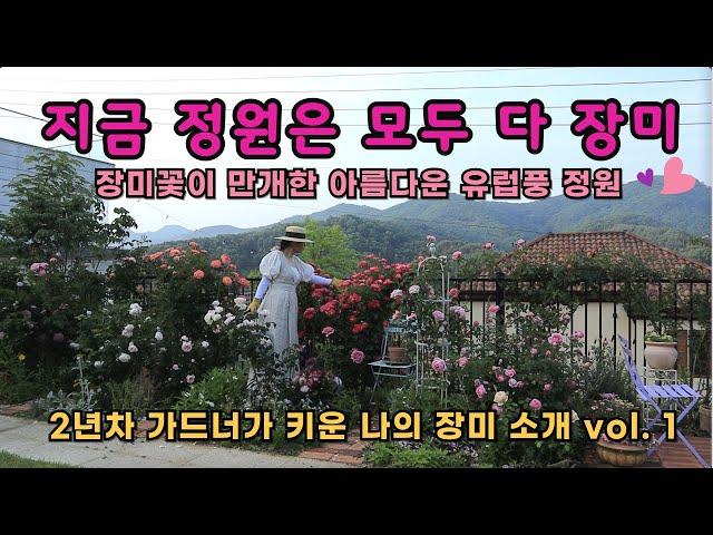 장미꽃들이 만개한 아름다운 유럽풍 정원 / 2년차 가드너가 키운 70여 그루의 장미들 감상하세요. / 감성정원 vlog /5도 2촌 예쁜정원