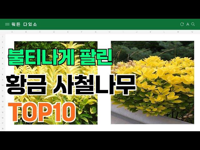 요즘 잘 팔리는 황금 사철나무 추천 TOP10 (가격,평점,비교)