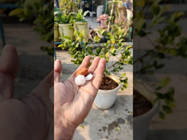 Use this and get heavy fruit on lemon tree