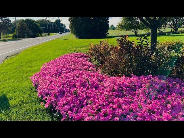 Petunia varieties & care explained!