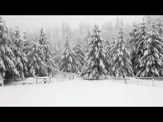 14 INCHES OF SNOW! | Washington Snow Storm | Winter Weather | Throwback Thursday