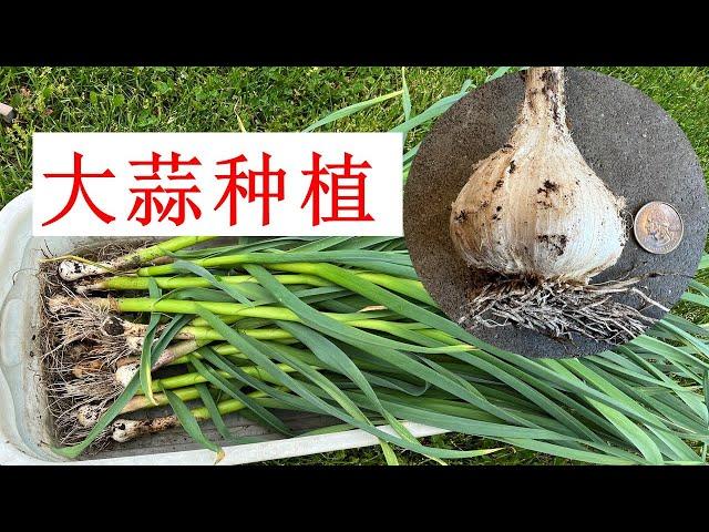 【大蒜种植要点】种植时间，收获时间，收获之后种什么？