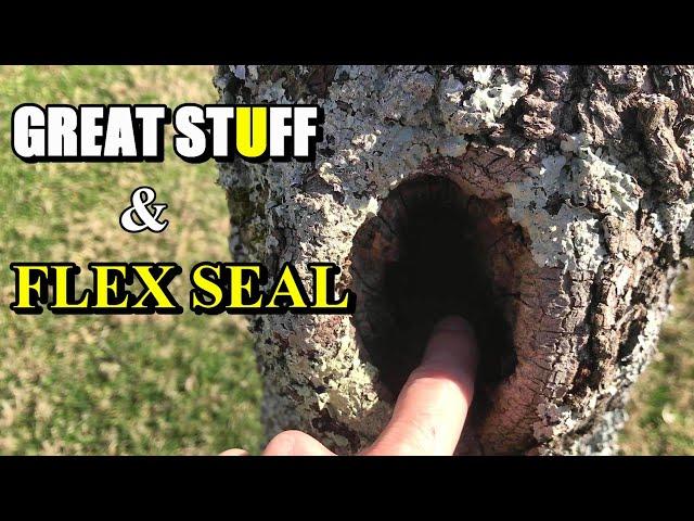 Filling Holes in Trees with Great Stuff Foam and Flex Seal Liquid Rubber