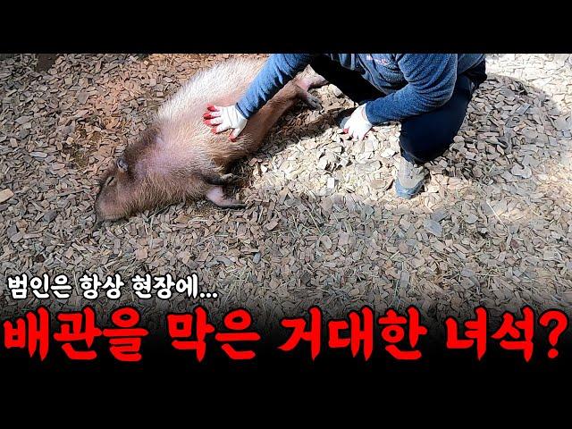 배관을 막은 범인을 찾았다! 근데 덩치가...?! | 하수구 대마왕 